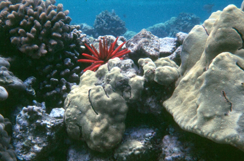 Coral reef with slate pencil urchin, and Porites coral.