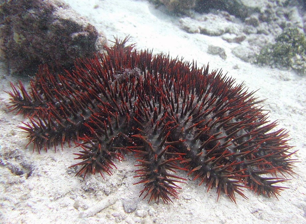 crown-of-thorns starfish, Acanthaster planci