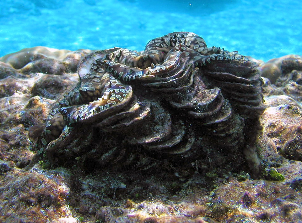 giant clam, Tridacna squamosa, Samoan name faisua