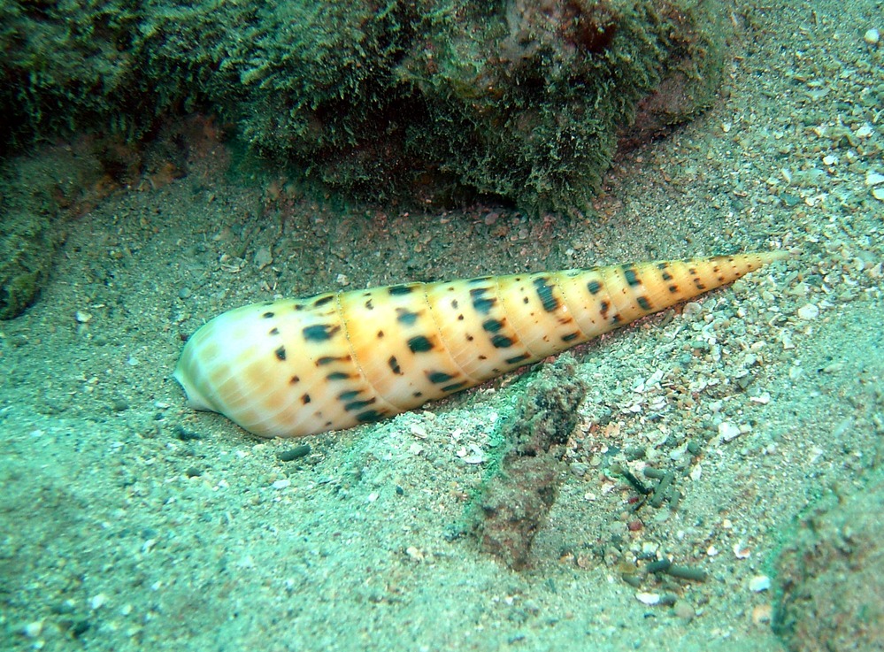 snails, Terebra maculata, auger snail