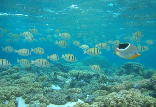 convict surgeonfish, Acanthurus triostegus & saddled butterflyfish, Chaetodon ephippium
