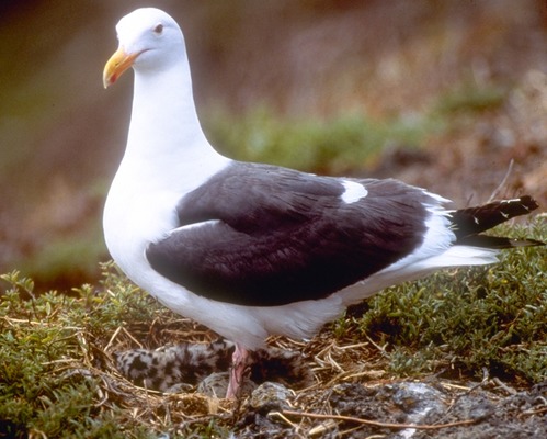 The islets of Anacapa comprise the largest nesting site for the western gull in the United States, with over 10,000 gathering during the spring and summer.