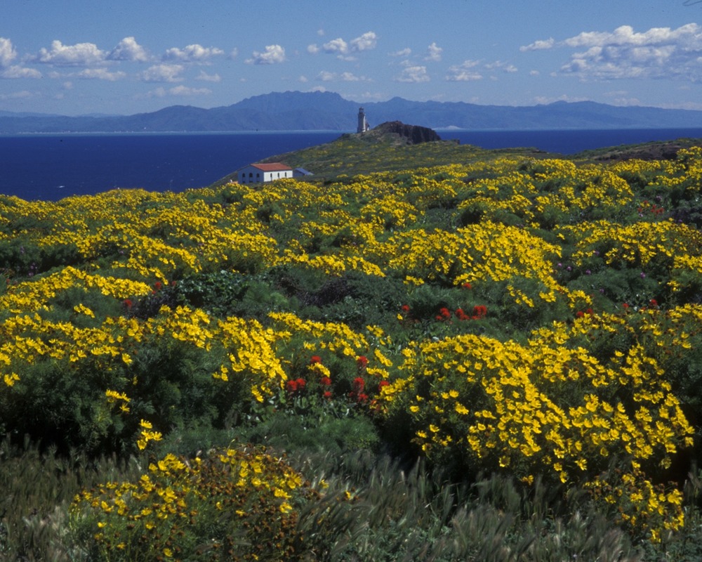 The bright yellow bouquets of the giant coreopsis are so vivid they can sometimes be seen from the mainland.