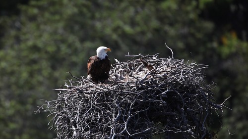 Bald Eagle 1
