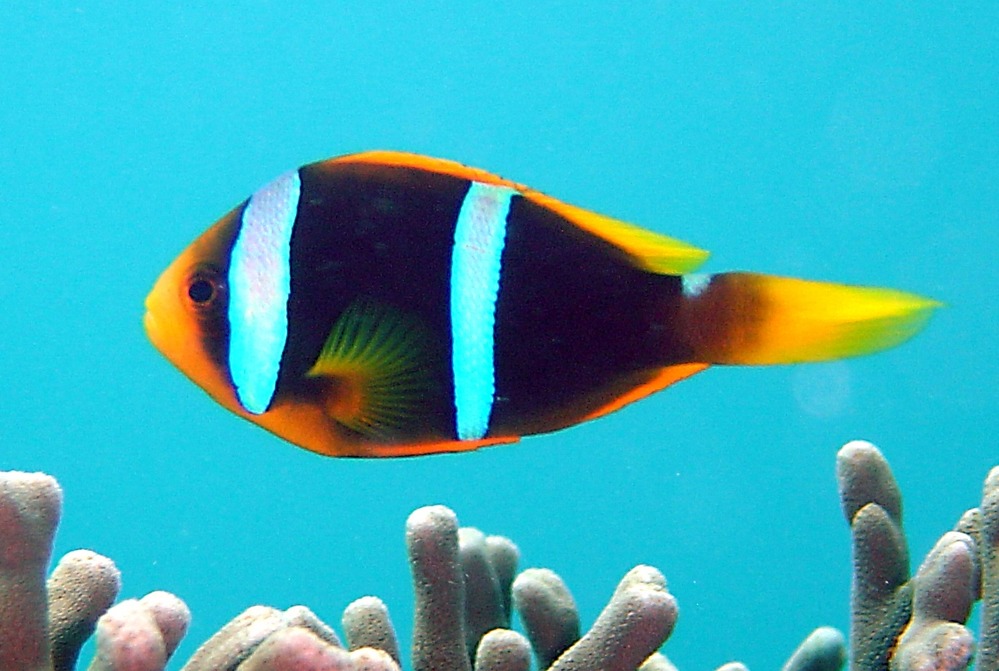Anemonefish, Amphiprion chrysopterus