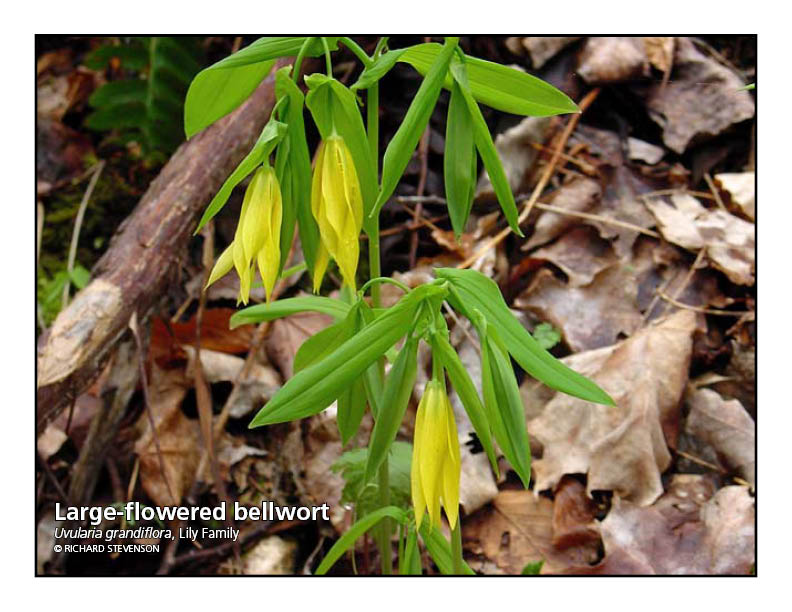 NPGallery Asset Detail