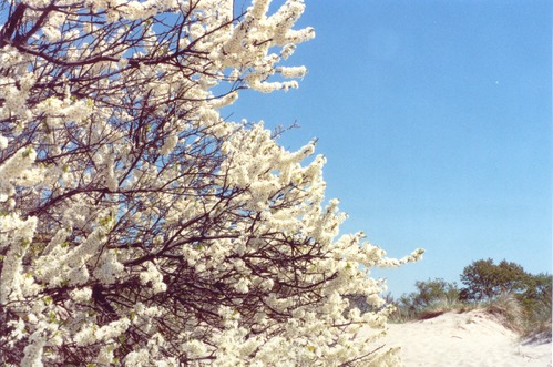 Photo of beach plum tree at Plumb Beach in bloom in the spring.