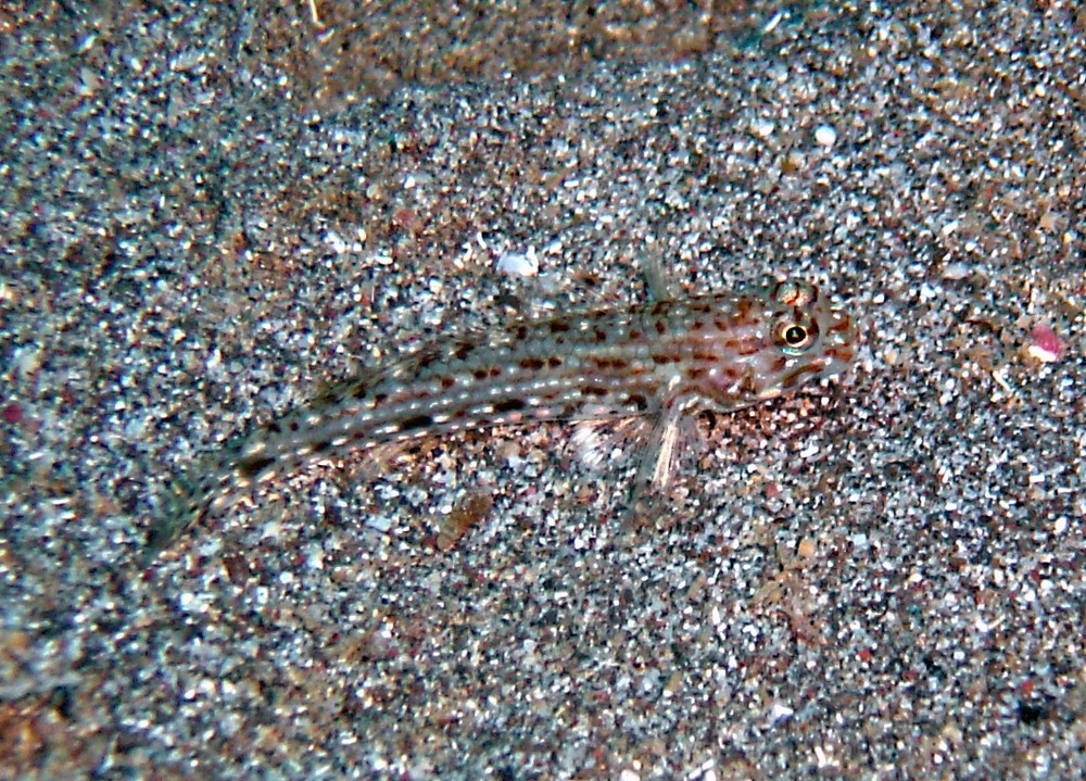Istigobius decoratus, decorated goby