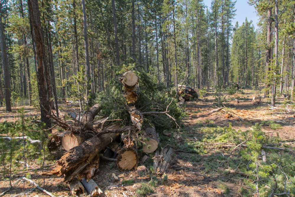 Fuels treatment program