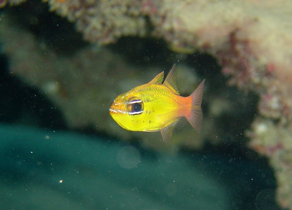 Ostorhinchus apogonides, goldbelly cardinalfish