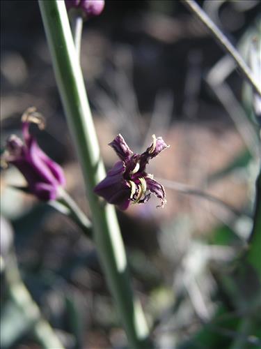 Streptanthus carinatus. Big Bend National Park, Route 13, mile 15. February 2004