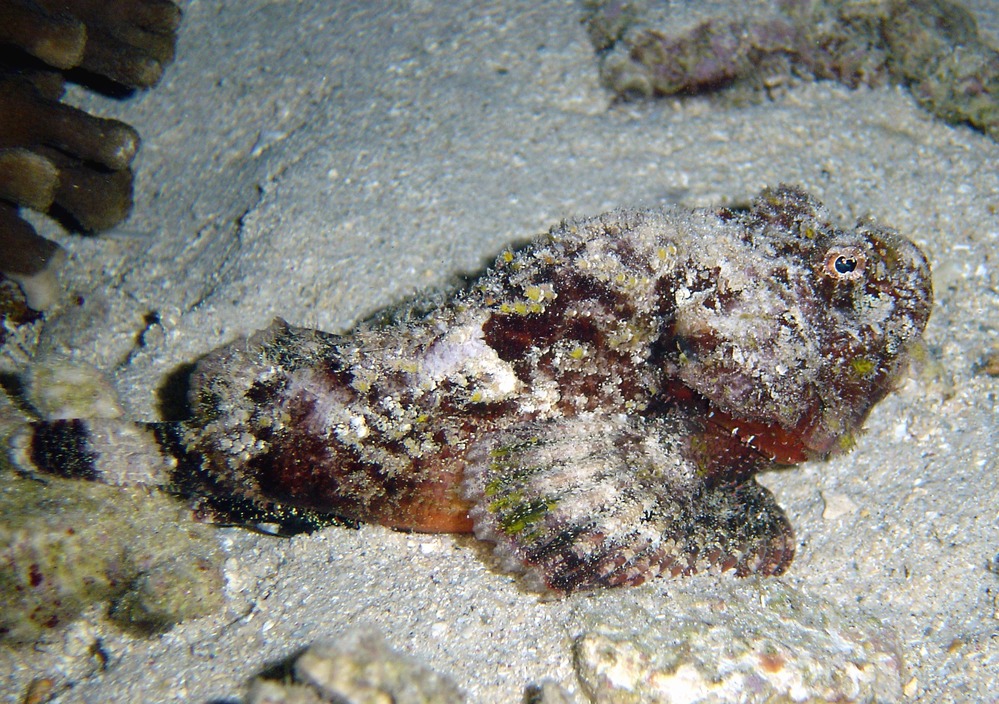 scorpionfishes, Scorpaenopsis macrochir