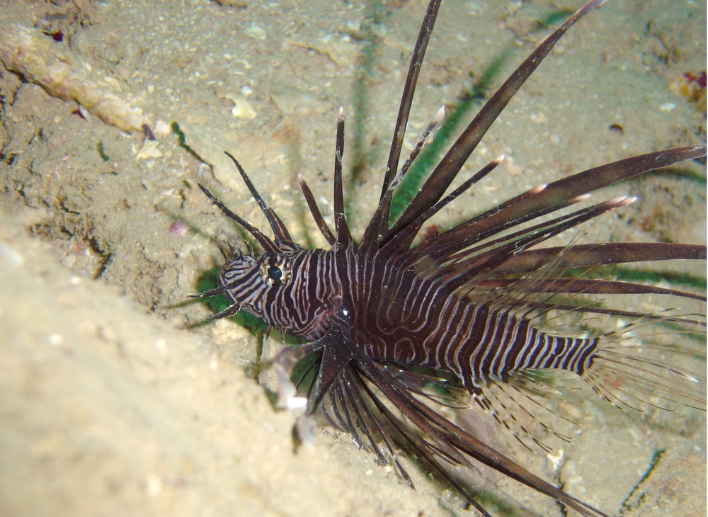 scorpionfishes, Pterois volitans