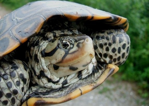 Diamondback Terrapin
