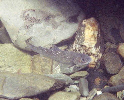 Bull trout, federally listed as a threatened species, in Elwha River.