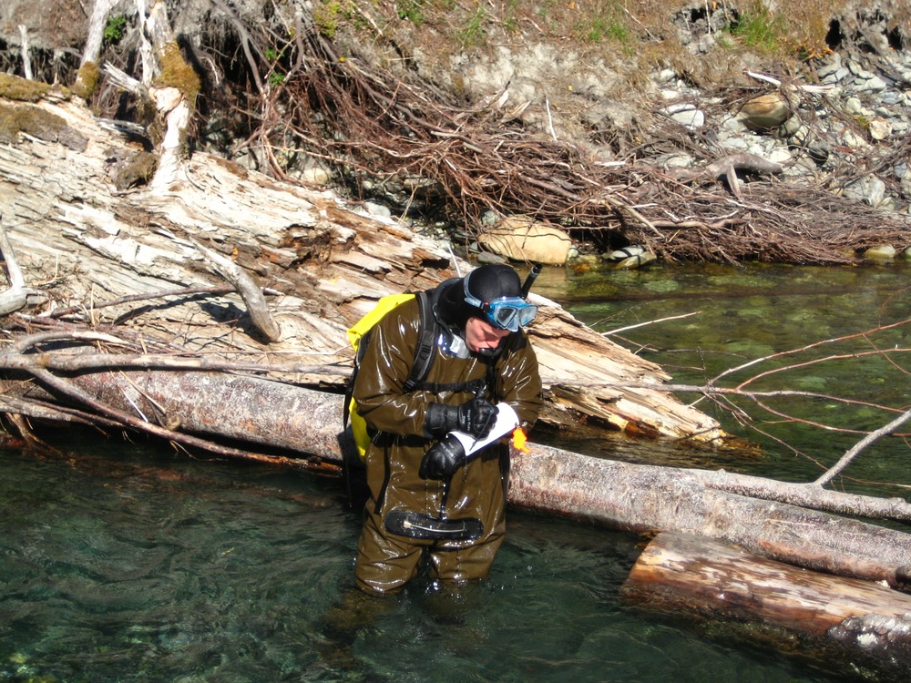 Biologist records information during Elwha River snorkel survey.