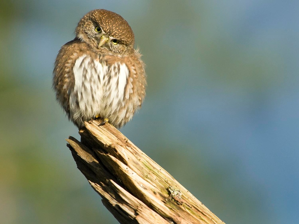 Northern pygmy owl - Sol Duc Valley ONP