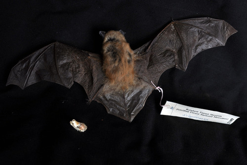 California myotis bat