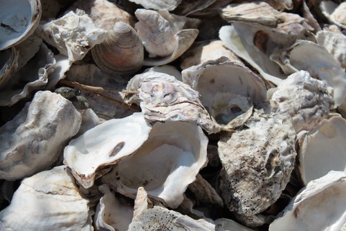 From the first people here, Lenape Indians, to present day New Yorkers, the oyster has been one of the reasons for New York City's economic success in the U.S. and throughout the world.