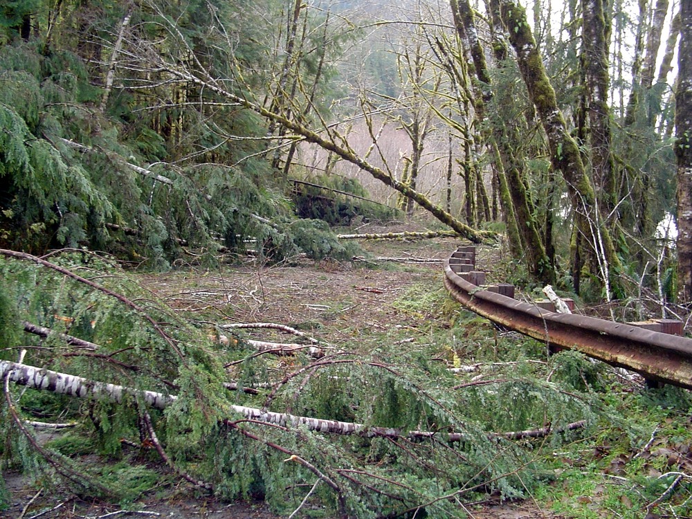 High winds and heavy rain left the Quinault Valley littered with debris and fallen trees.
