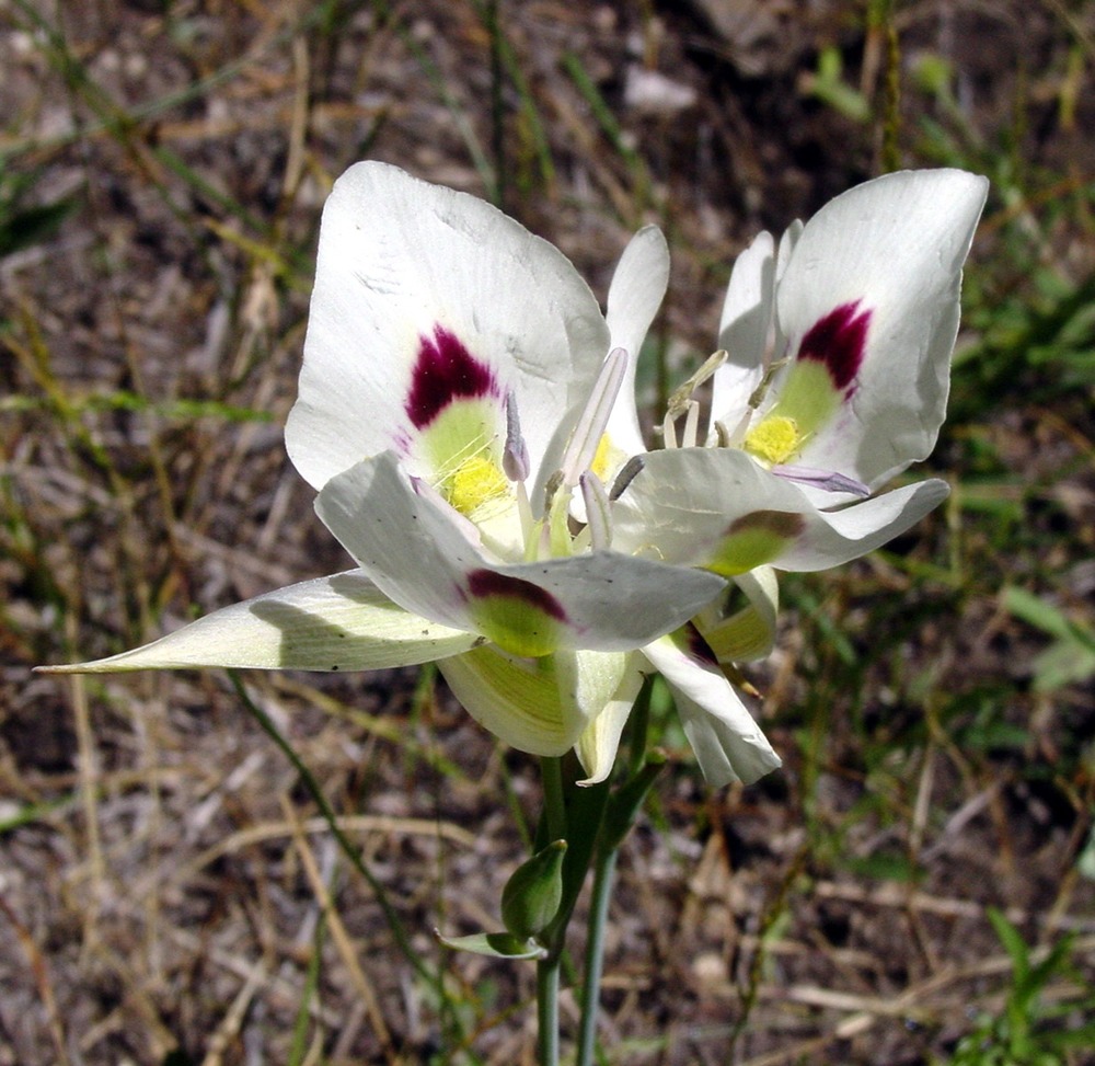 Calochortus eurycarpus (Lily Family)
