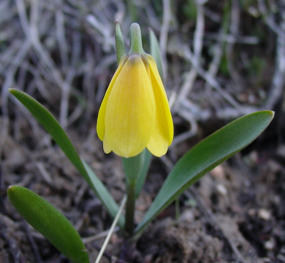Fritillaria pudica (Lily Family)