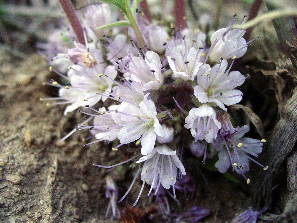 Hydrophyllum capitatum (Waterleaf Family)
