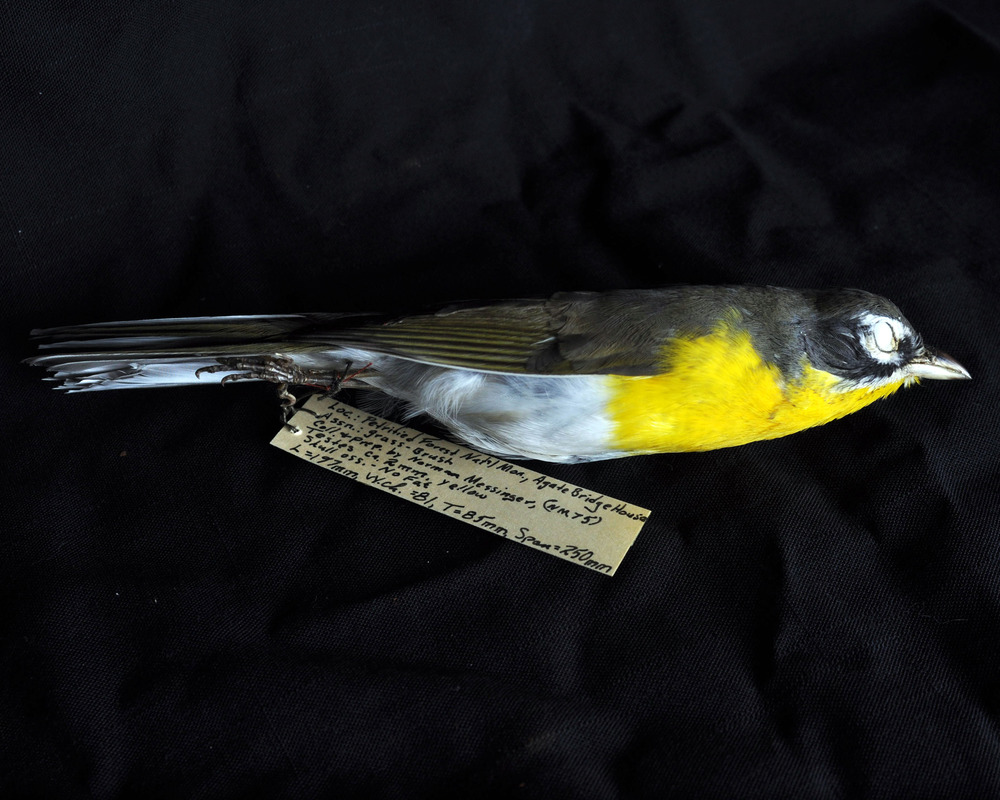 Yellow breasted chat