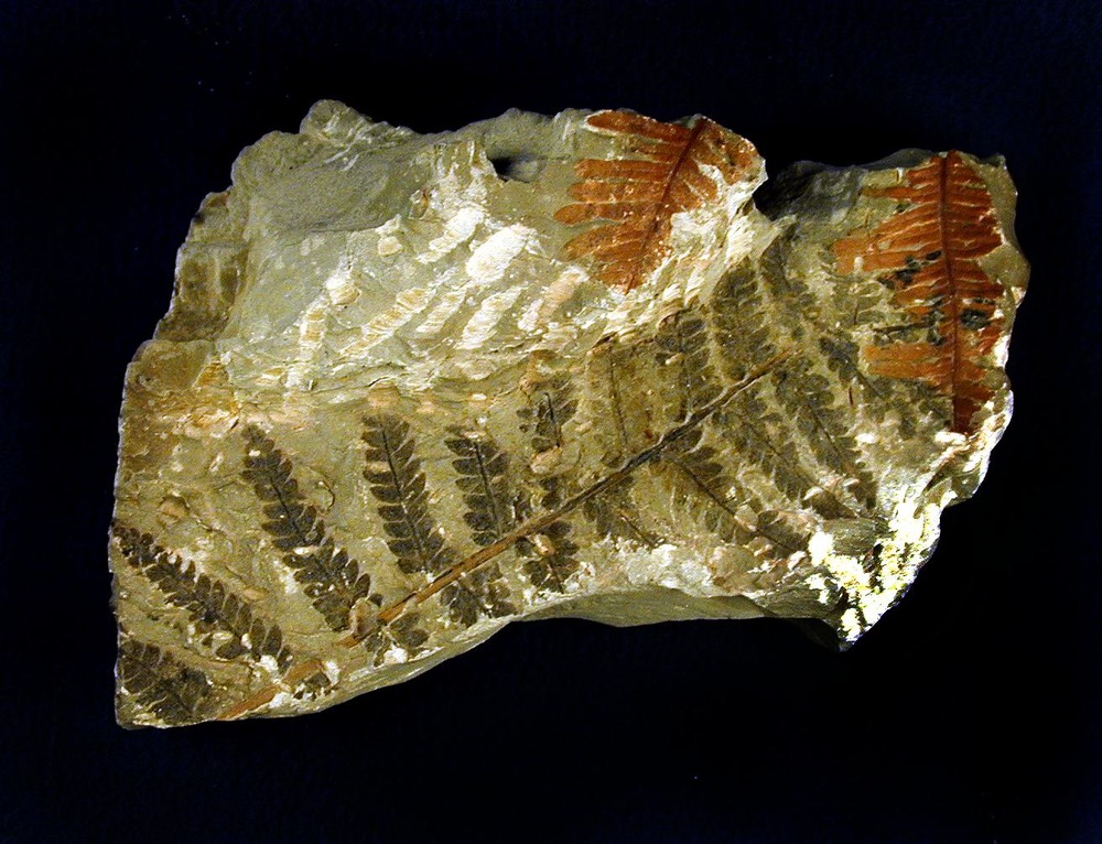 Fern fossil