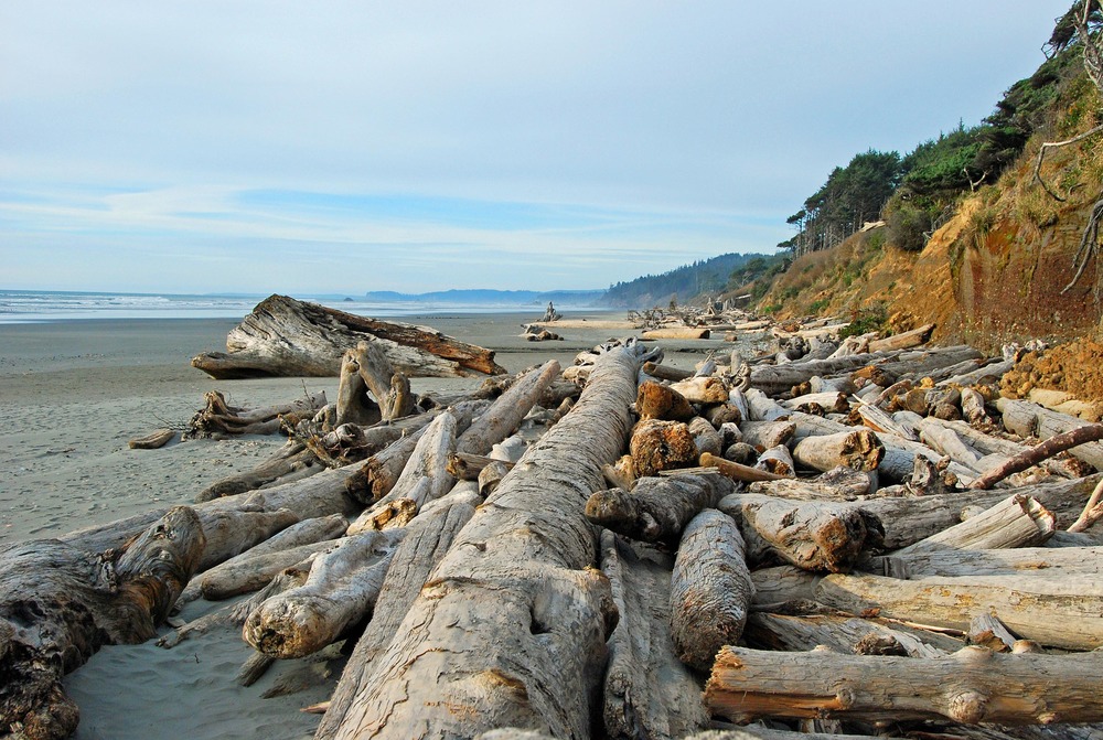 Large drift logs on a beach.