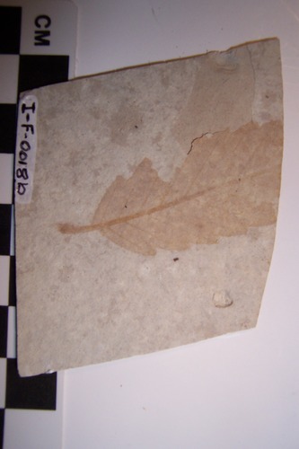 Image of fossil leaf