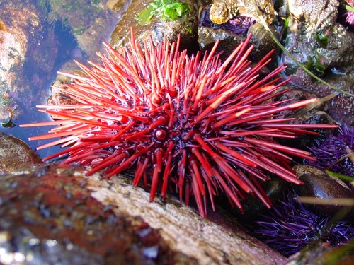 Urchin found in ocean tide pools.