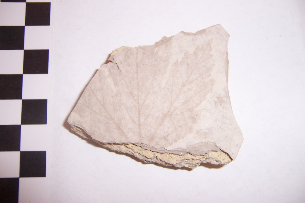 Image of a fossil Maple leaf