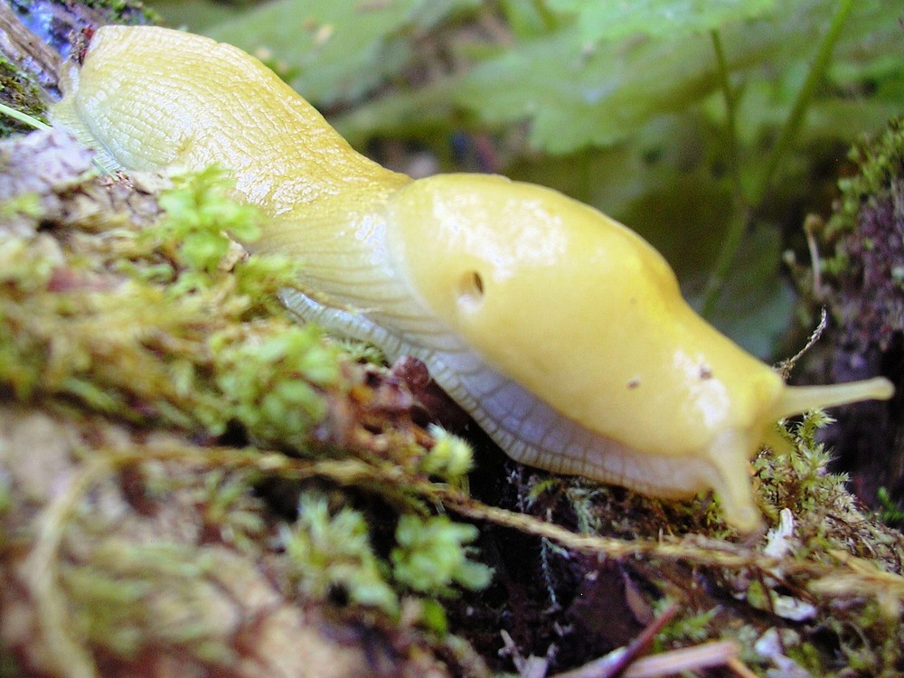Banana slugs are often found along trails in the Hoh Rain Forest.
