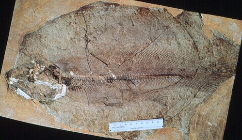 Largest type of fossil fish found at Florissant