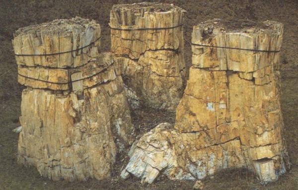 Image of the petrified trio of redwoods