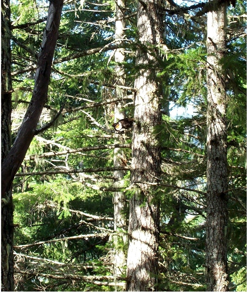 A blue grouse drumming in the Elwha forest