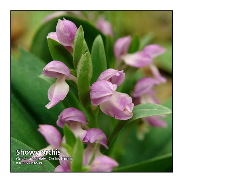 purple flowers and green leaves