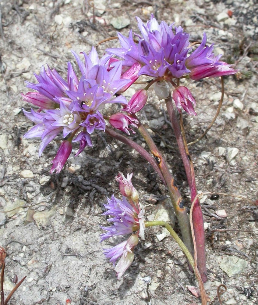 A fringed onion plant in bloom