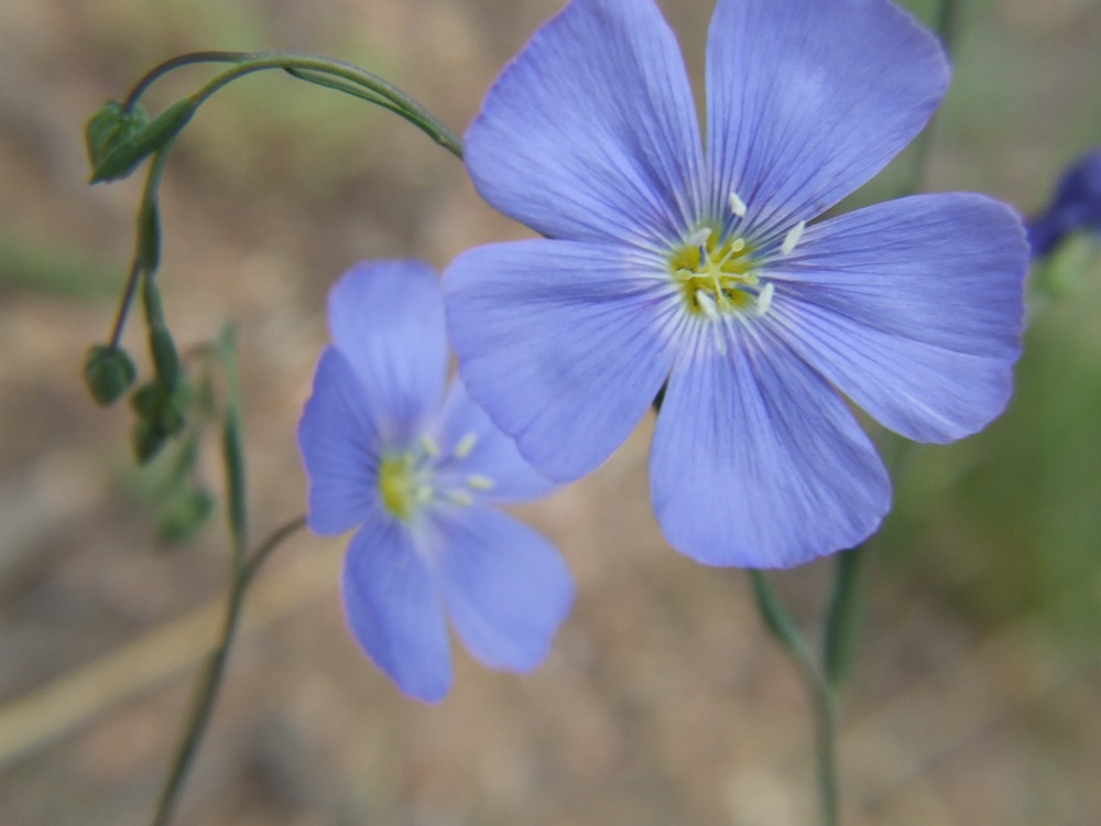 This is a photograph of the Blue Flax wildflower that can be found on most trails around Florissant Fossil Beds.