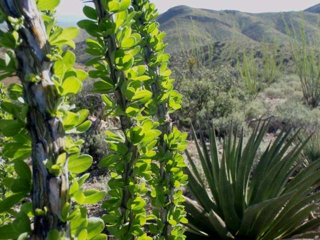 Ocotillo leaves close up