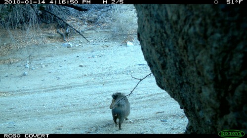 Javeling in Lower Siphon canyon