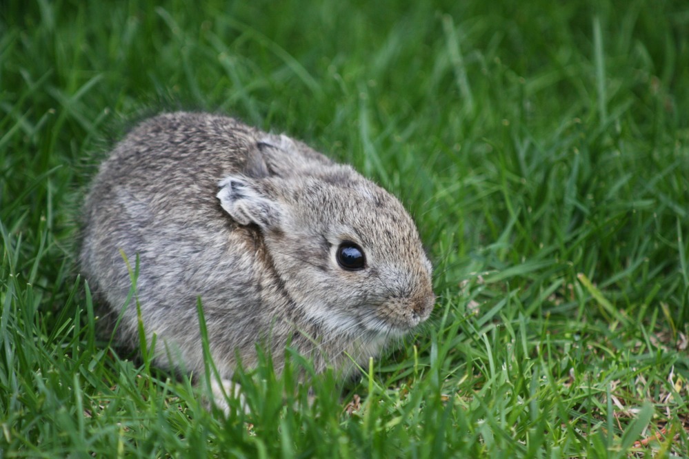 Pygmy Rabbit