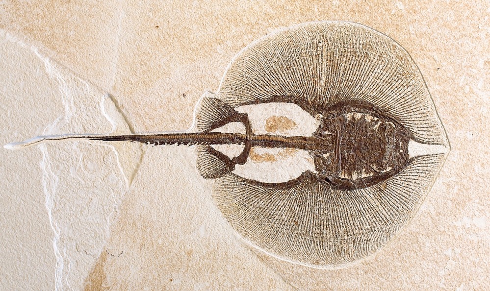 A dark brown stingray fossil, facing right, on tan stone.