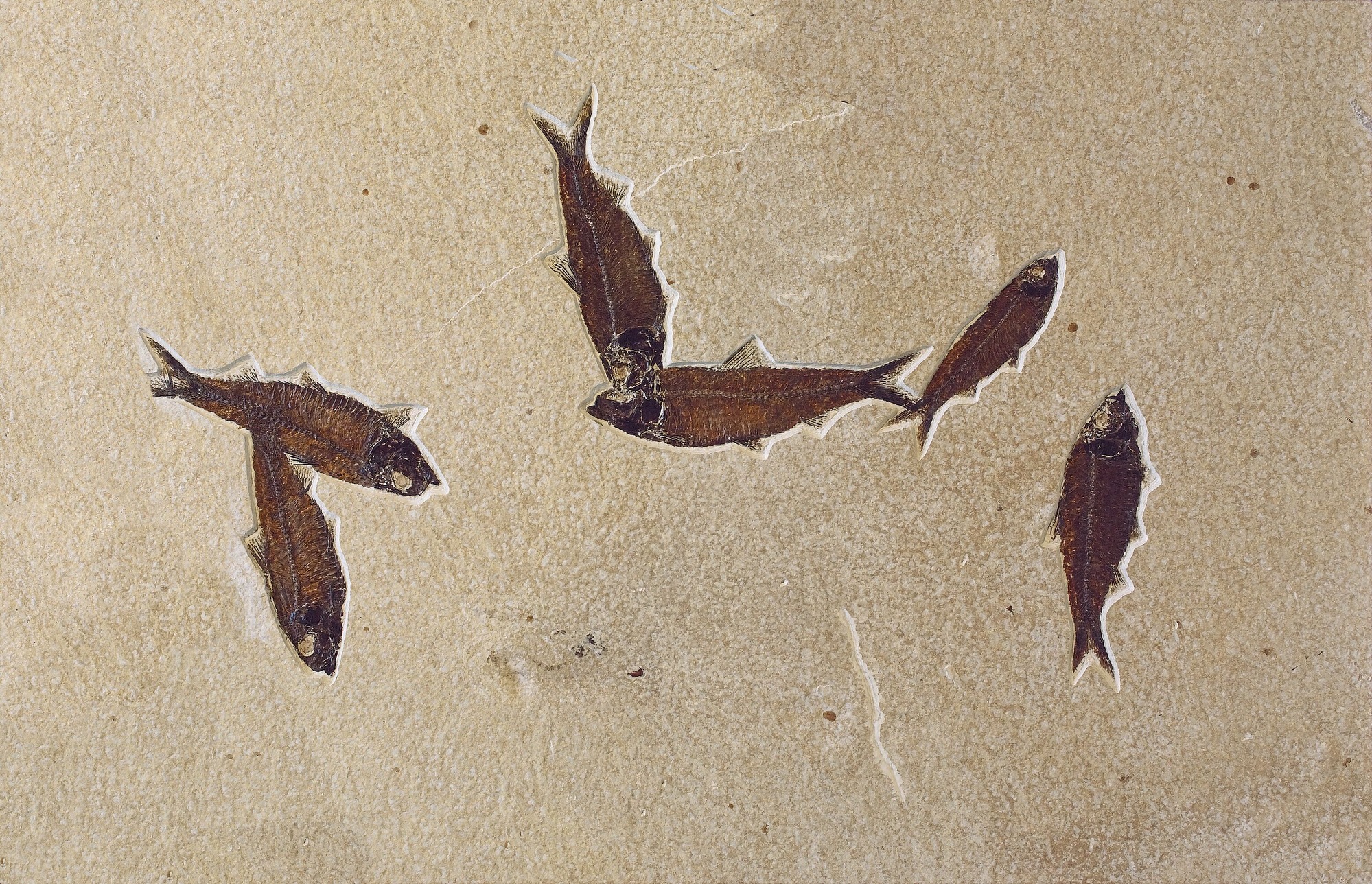 6 dark brown fish fossils on tan stones.  The fish are strewn across the stone, some overlapping.