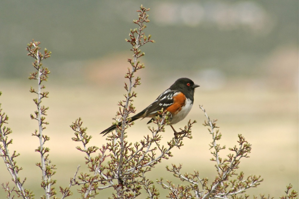 Spotted Towhee