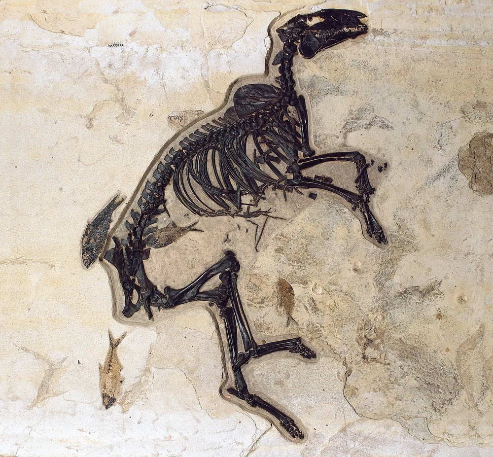 A dark brown-black horse fossil, facing right, on variegated tan stone.  The horse is surrounded by at least four fish fossils.