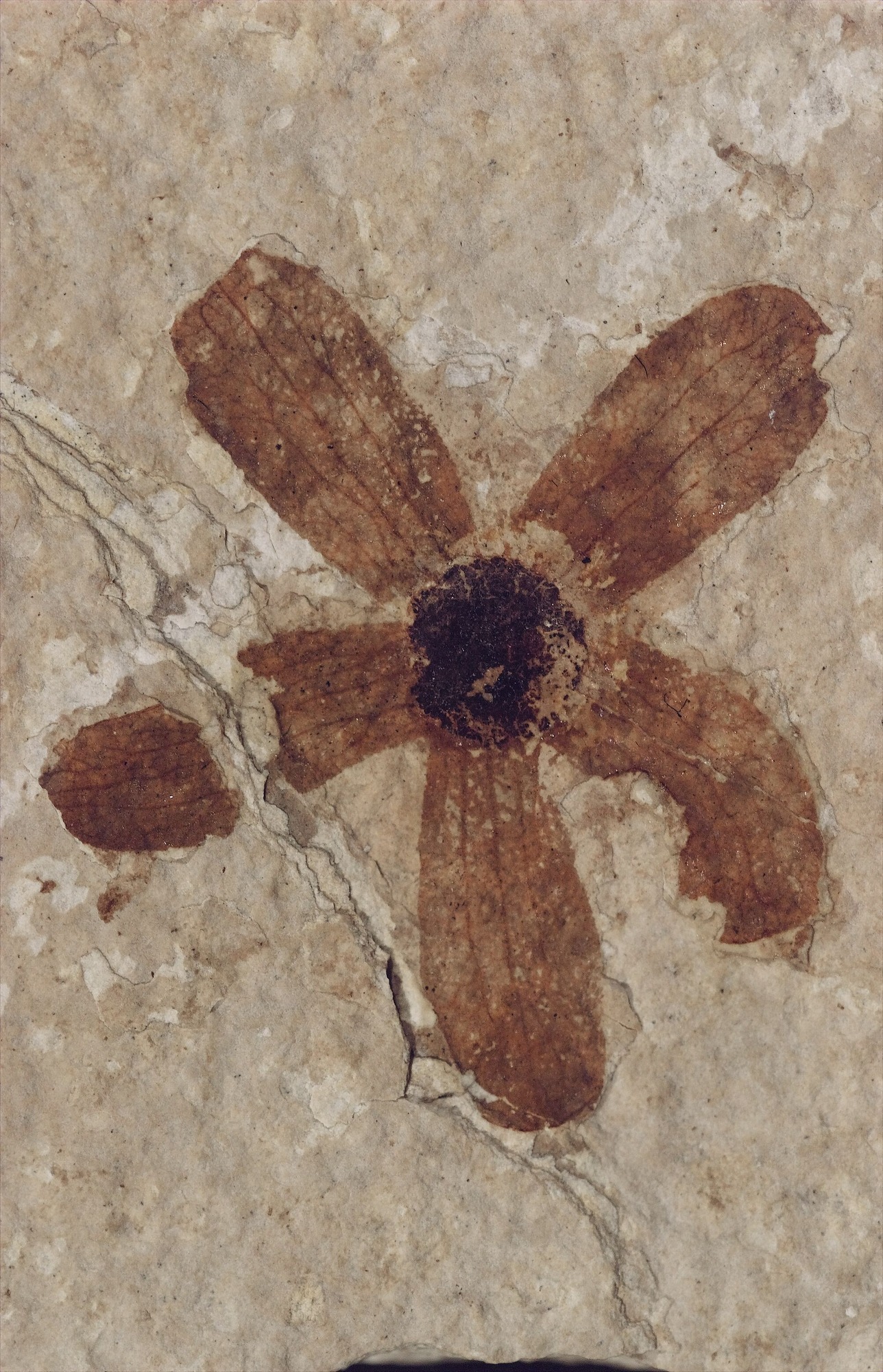 A dark brown fossil on tan stone.  A dark center seed is surrounded by five wings that look like flower petals.  One wing is bisected by a crack in the rock.  