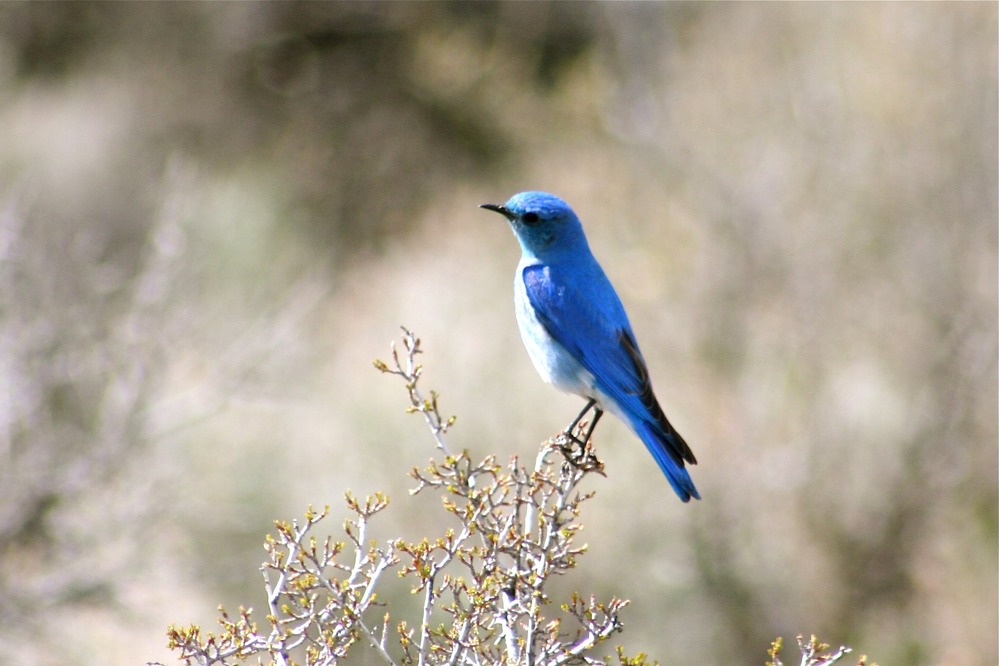 Mountain Bluebird