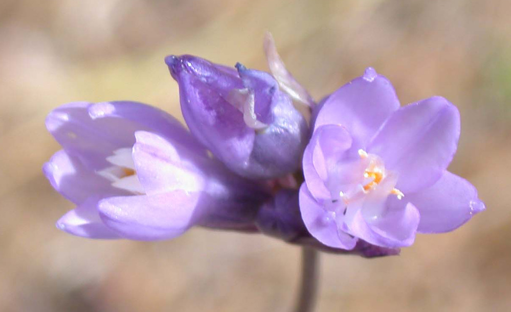 Close-up view of blue dicks flowers